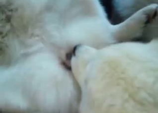 Two dogs are having a nice sex